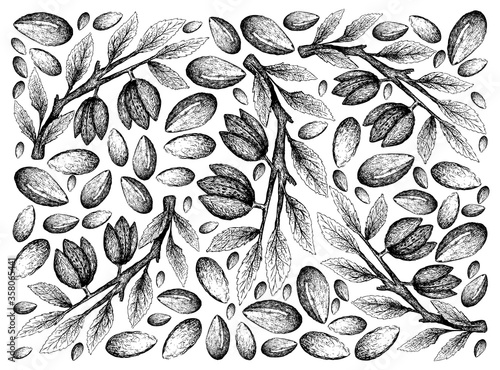 Illustration Wallpaper of Hand Drawn Sketch of Argan or Argania Spinosa Seeds and Almond Nuts Background.
