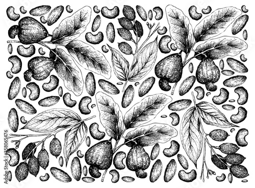 Illustration Wallpaper of Hand Drawn Sketch of Cashew and Canarium Indicum, Galip Nuts or Pacific Almonds Background.
 