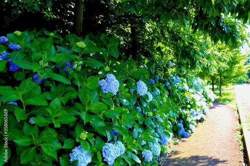花　あじさい　道　新緑　風景