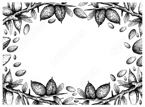 Illustration Frame of Hand Drawn Sketch of Argan or Argania Spinosa Seeds on White Background, Used for Cosmetic Purposes.
