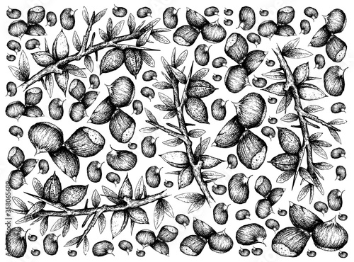 Illustration Wallpaper Background of Hand Drawn Sketch of Argan or Argania Spinosa Seeds and Japanese Chestnuts, Korean Chestnut or Castanea Crenata Fruits.
