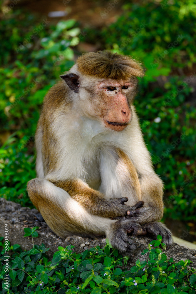 Fototapeta premium Little baby Monkey with mother, Sri Lanka