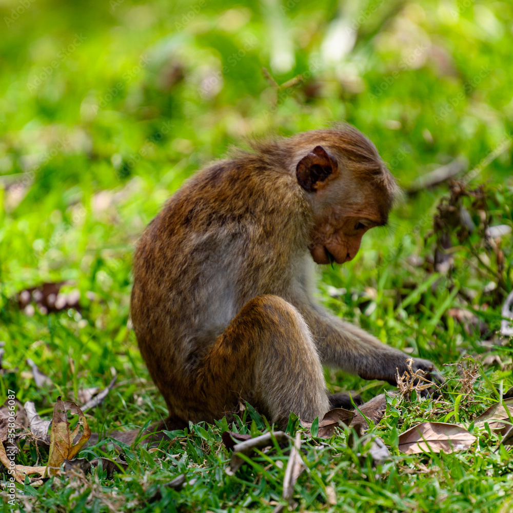 Monkey in wilderness, Sri Lanka