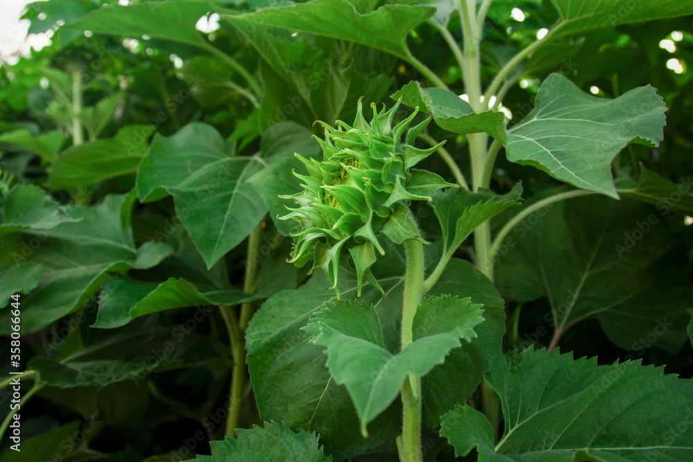 young green sunflower bud in the field close-up young green sunflower bud in the field close-up