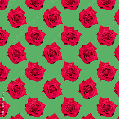 Red blooming rose. Background of flowers. Flower pattern. Flowers on a green background.