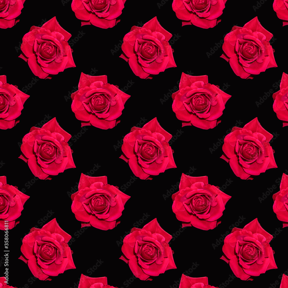 Red blooming rose. Background of flowers. Flower pattern. Flowers on a black background.