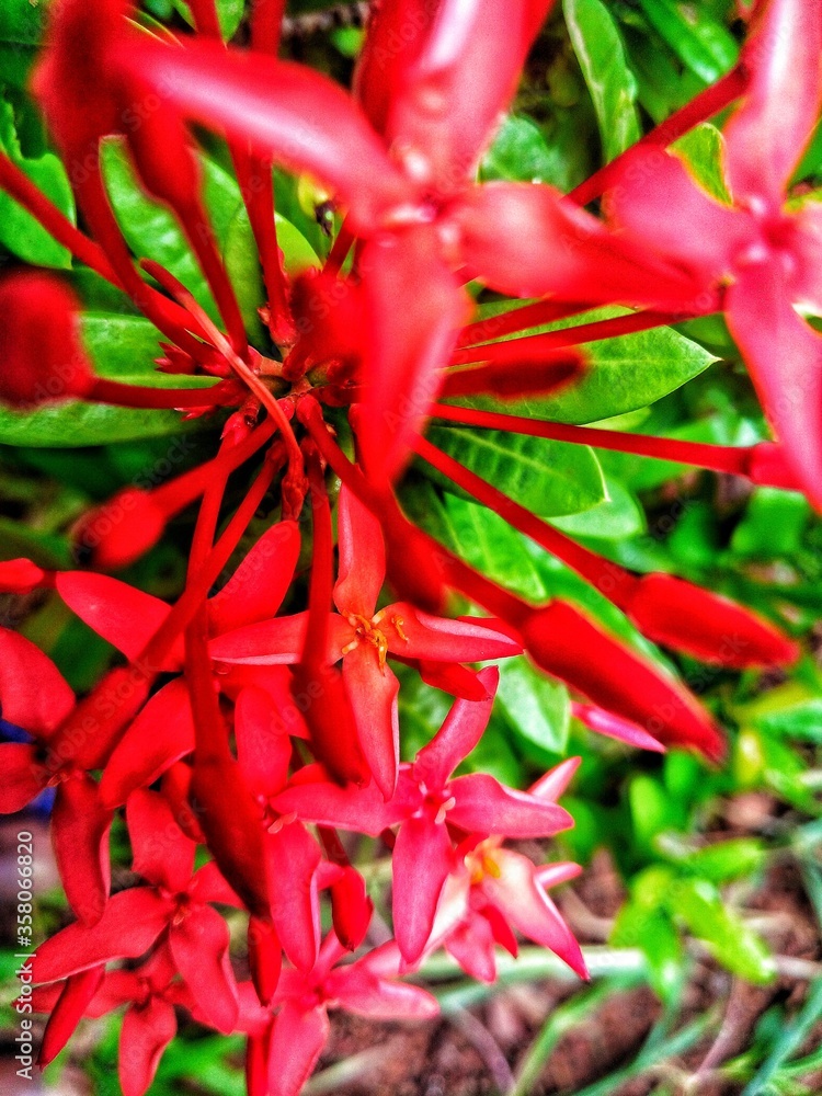 red garden flowers with green leaves red garden flowers with green leaves