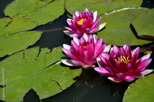 Fotografia Beautiful water lily floating on water