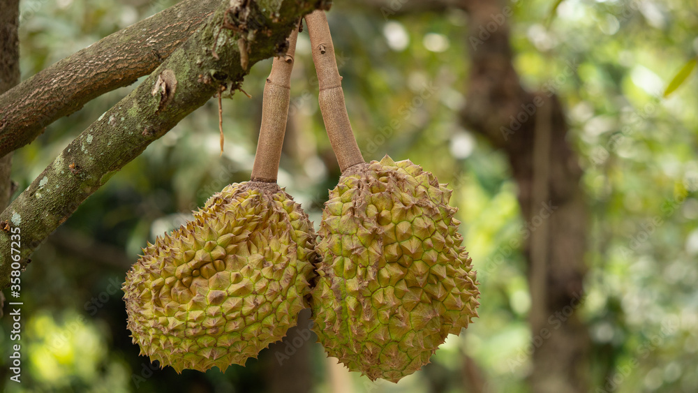 Closeup, Durian fruit on the tree in the durian garden Closeup, Durian fruit on the tree in the durian garden