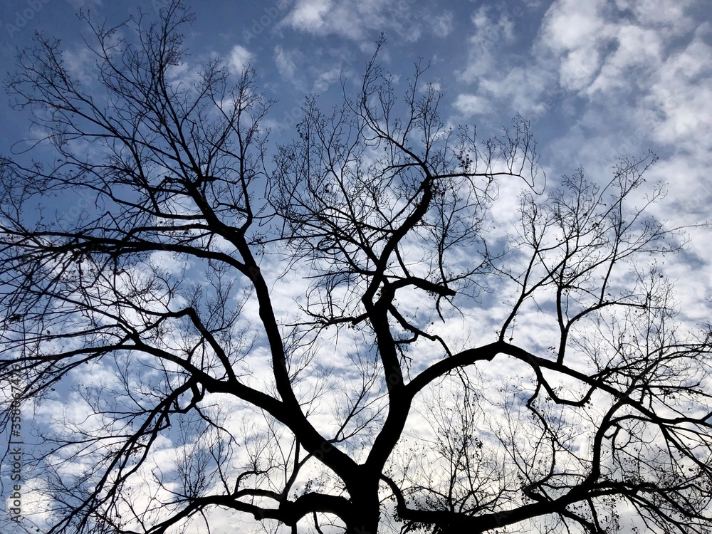 blue sky and the tree branches blue sky and the tree branches