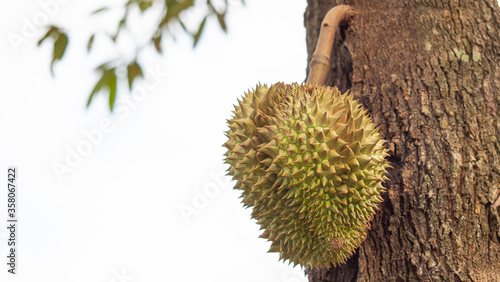 Wallpaper Mural Closeup, Durian fruit on the tree in the durian garden Torontodigital.ca