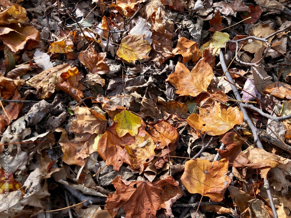 dried brown leafs on the ground