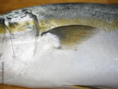 ヒラマサの胸びれ