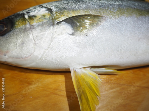 ハマチとの見分け方がわかるヒラマサの胸びれと腹びれ