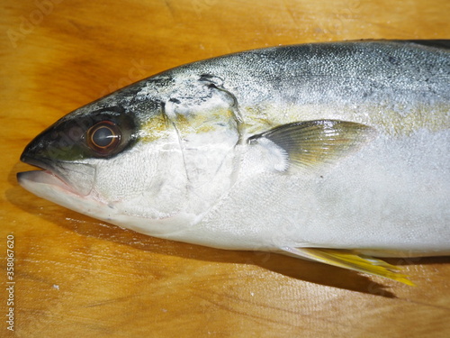 ハマチとの見分け方がわかるヒラマサの頭部