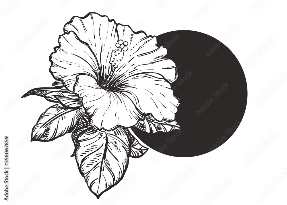 16,600+ Hibiscus Flower Drawing Stock Photos, Pictures & Royalty-Free  Images - iStock