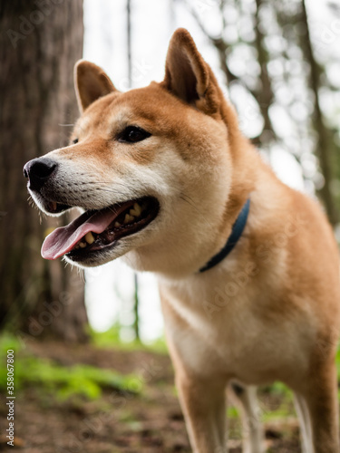 Shiba inu. Shiba inu portrait. Shiba inu dog. Japanese red sesame shiba inu dog.