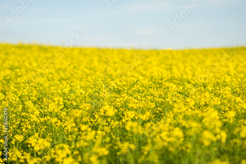 Rapeseed field on a sunny day, with sunlight.