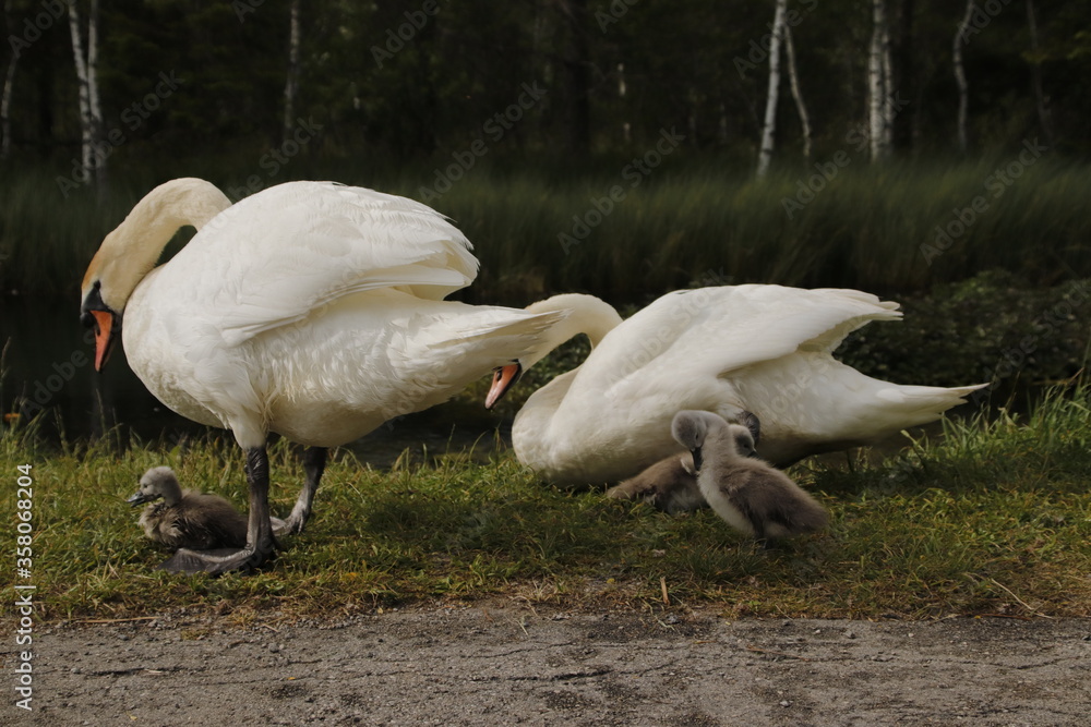 Obraz premium Familienidylle