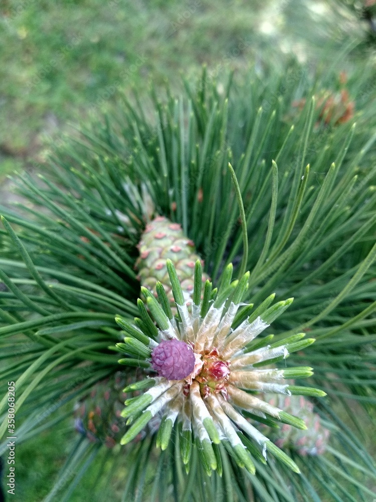 green pine needles green pine needles