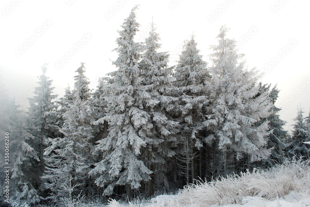 Fototapeta premium Piękny zimowy krajobraz. Ukraińskie Karpaty zimą. Pokryte śniegiem sosny. Obrazy zimowych gór