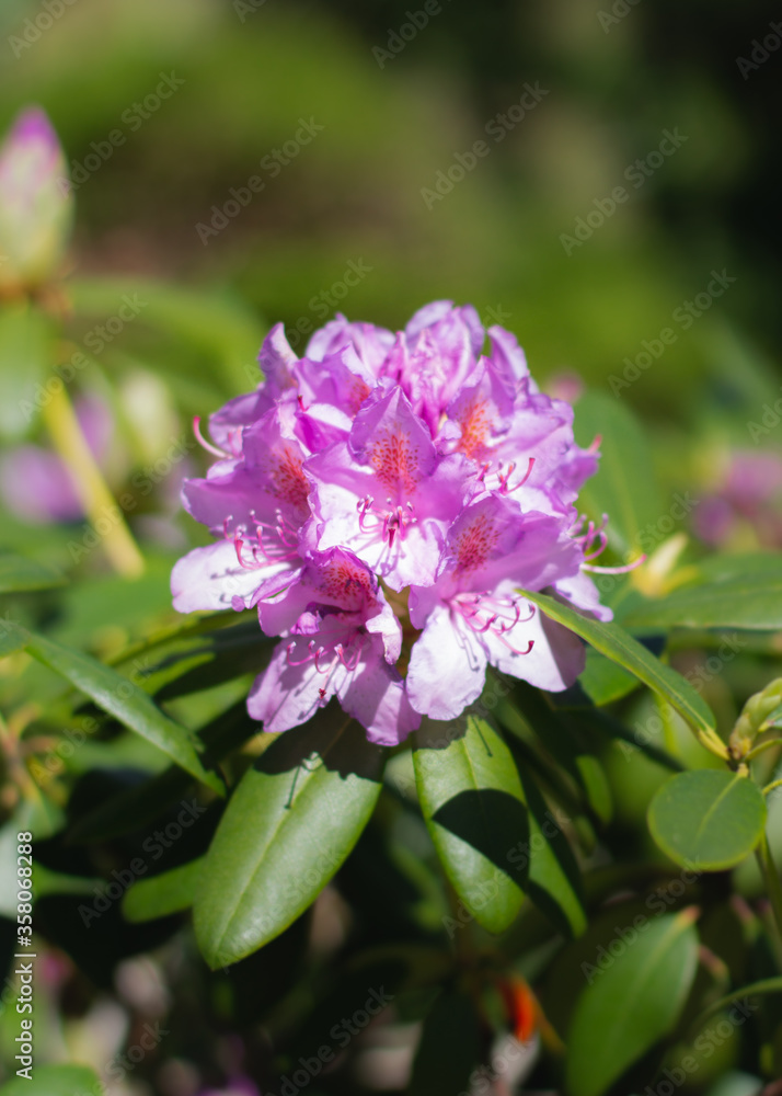 Macro shot of Flowering Rhododendron shrub with lilac flowers in early spring. Early spring flowering shrub. Vibrant colors. Early spring expressions. Macro shot of Flowering Rhododendron shrub with lilac flowers in early spring. Early spring flowering shrub. Vibrant colors. Early spring expressions.