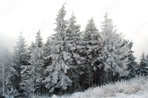 Beautiful winter landscape. Ukrainian Carpathian Mountains in winter. Snow covered pine trees. Winter Mountains Images © Tania
