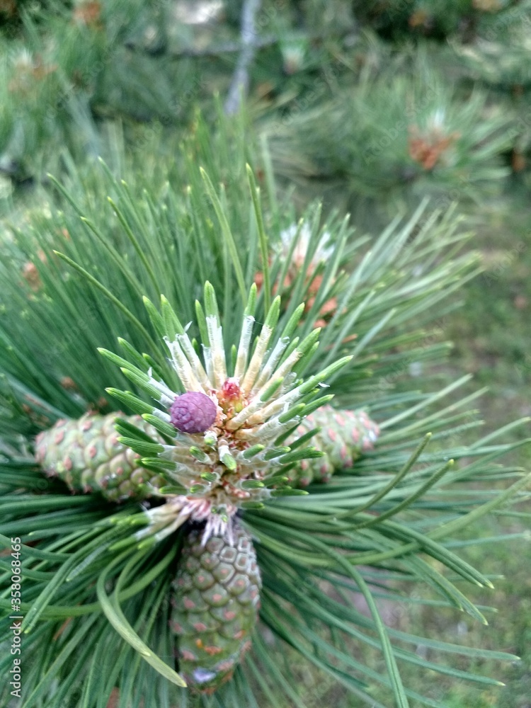 close up of pine cones close up of pine cones
