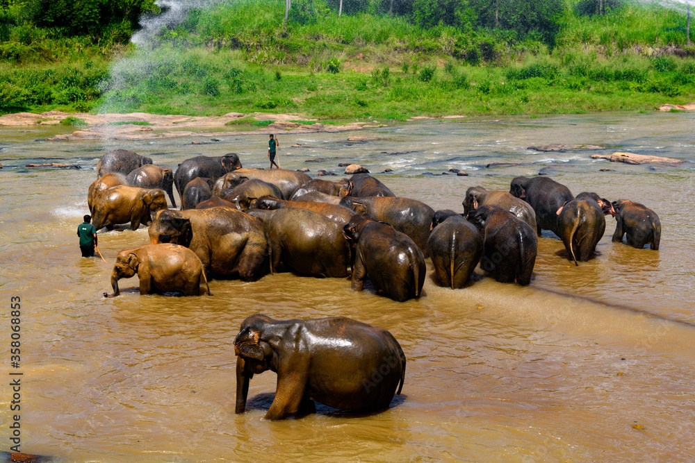 Flock of Asian elephant in Pinnawala Orphanage, Wilpattu National Park, Sri Lanka