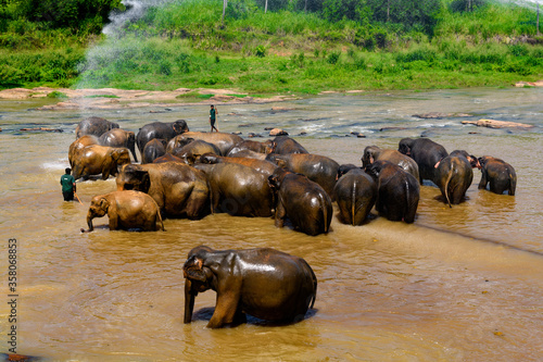Obraz na płótnie Flock of Asian elephant in Pinnawala Orphanage, Wilpattu National Park, Sri Lanka w salonie