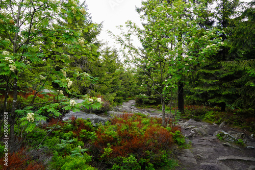 Natur Fichtelbirge Wanderweg