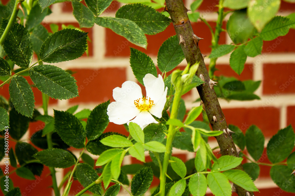Close-up of roses, Rosa multiflora, also called multi-flowered rose, panicle rose or also polyantha rose, is a species of the rose (Rosa) genus within the rose family (Rosaceae). Close-up of roses, Rosa multiflora, also called multi-flowered rose, panicle rose or also polyantha rose, is a species of the rose (Rosa) genus within the rose family (Rosaceae).