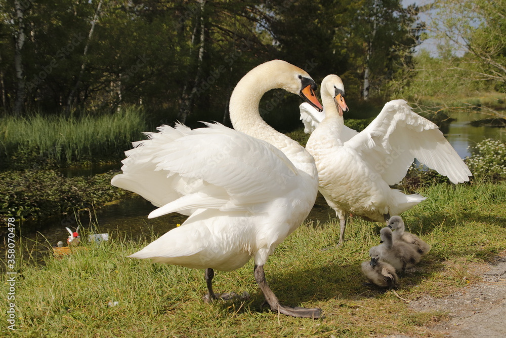 Obraz premium Gut behütet