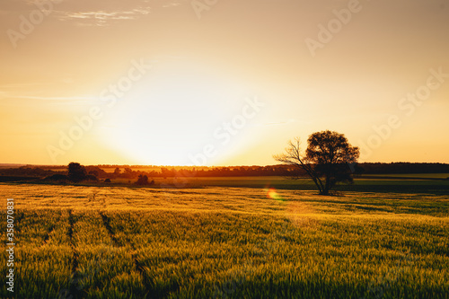 Sunset over a field of young wheat