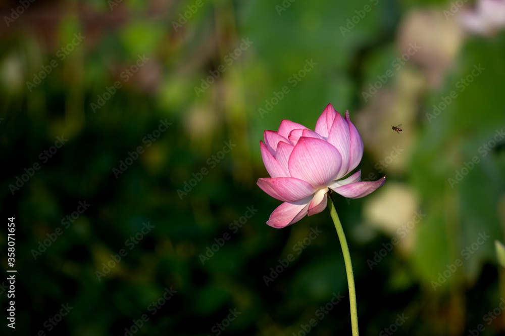 Flowers blooming scenery