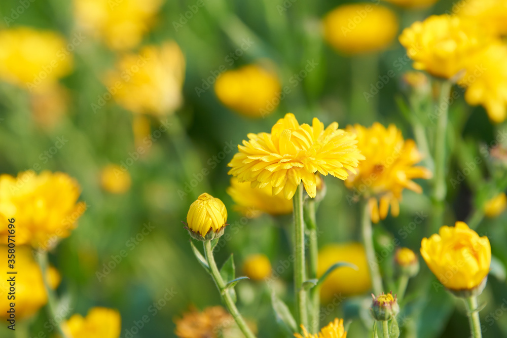 黄色いキンセンカの花(アップ) 黄色いキンセンカの花(アップ)