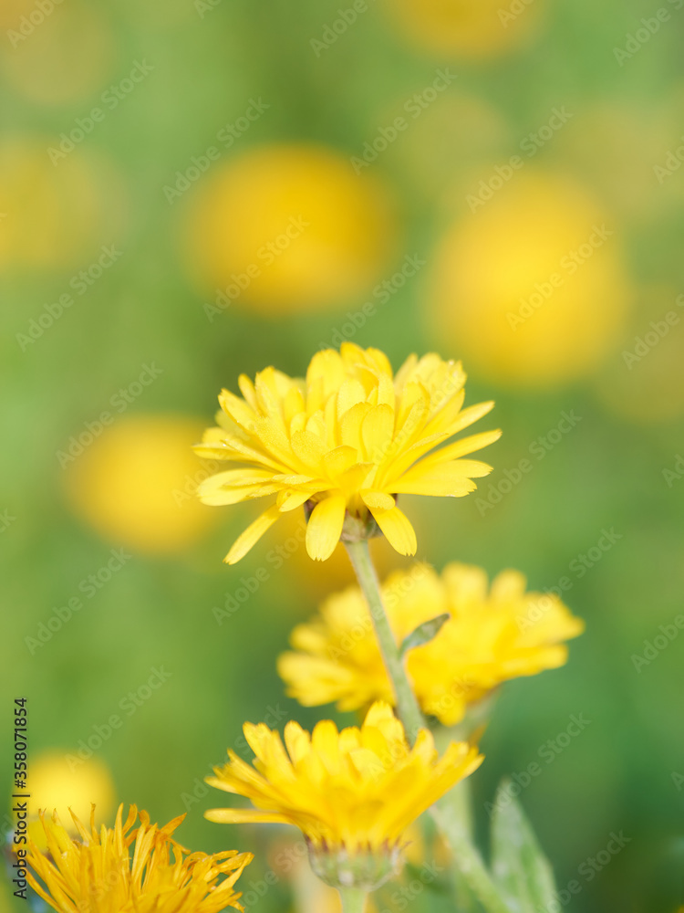 Obraz premium 黄色いキンセンカの花（明るい背景）
