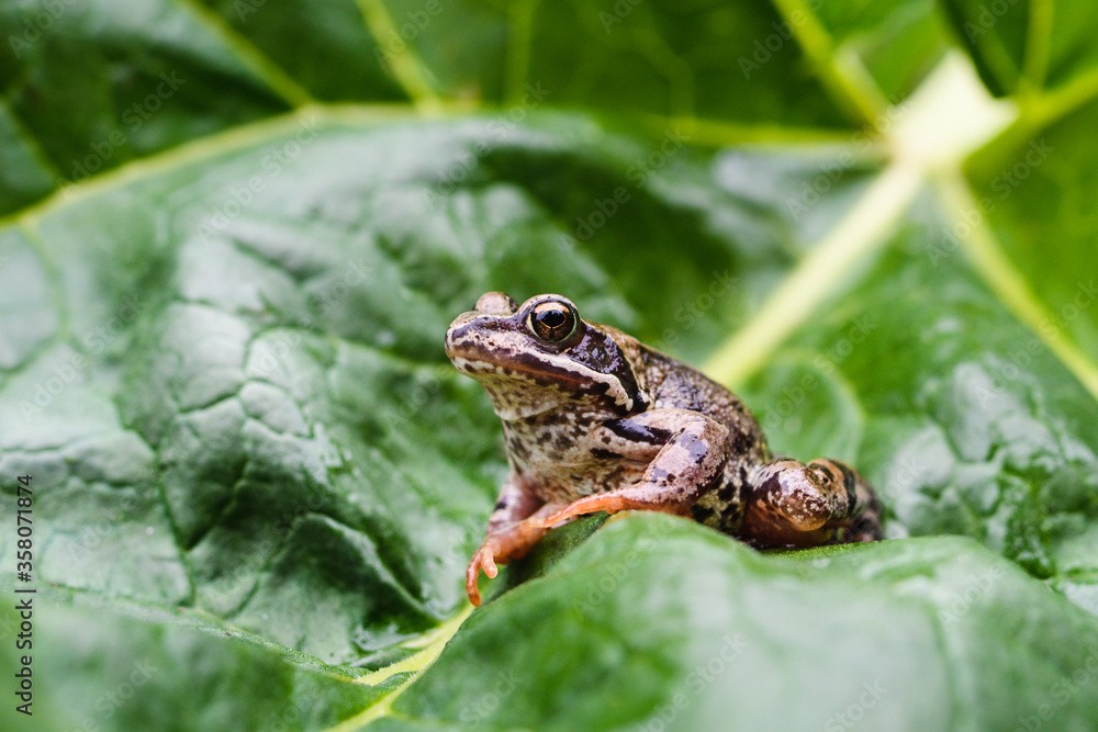A frog sits on a huge green leaf of a plant. A frog sits on a huge green leaf of a plant.