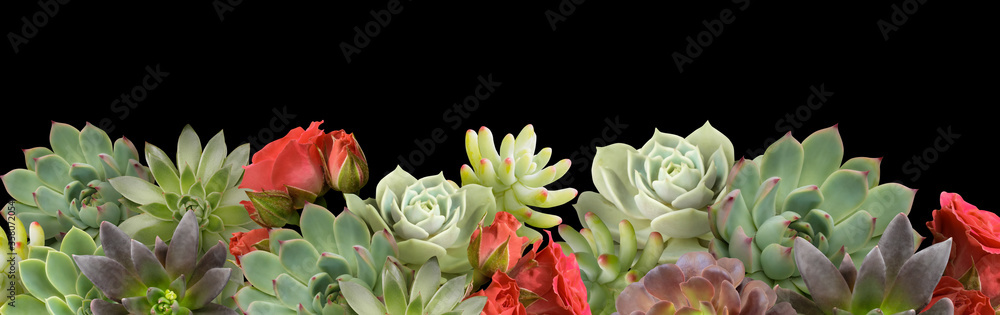 Floral banner, header with copy space. Succulents and red roses isolated on black background. Natural flowers wallpaper or greeting card.