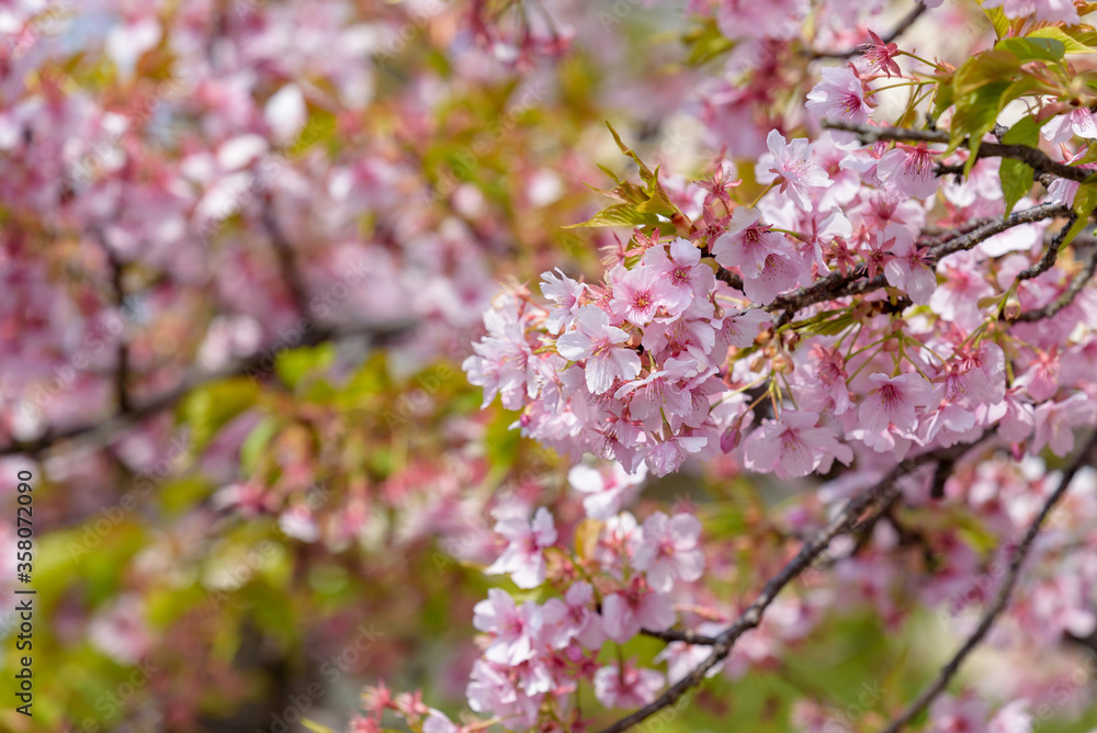 Kawazu Cherry blossoms and young leaves Kawazu Cherry blossoms and young leaves