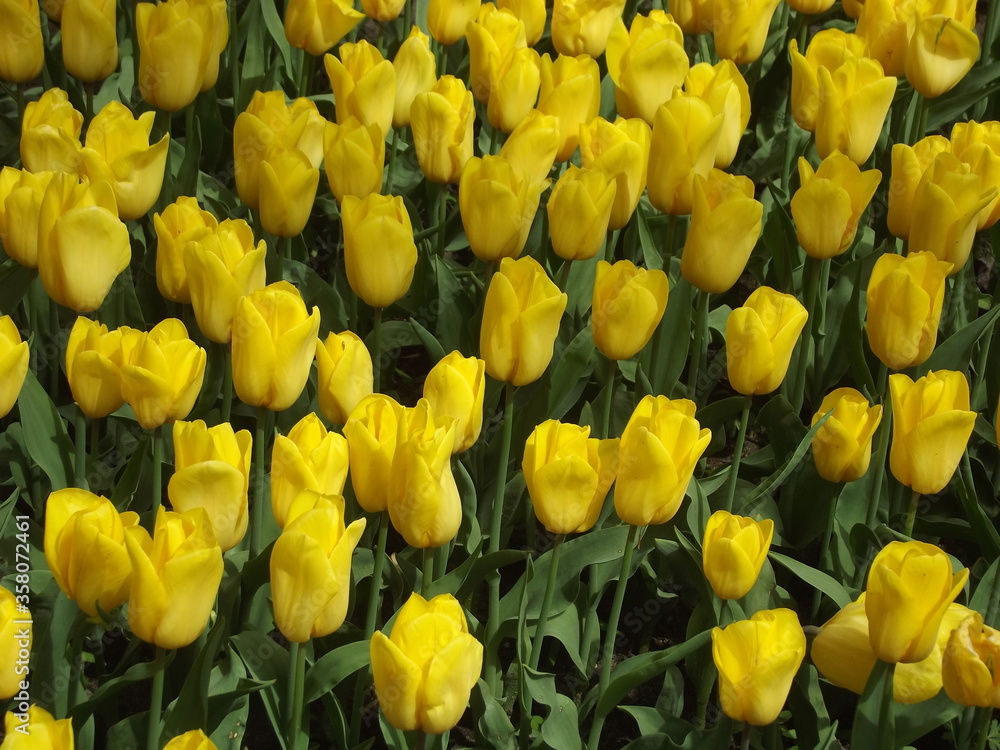 Gelbe Tulpen im Frühling in Holland Gelbe Tulpen im Frühling in Holland
