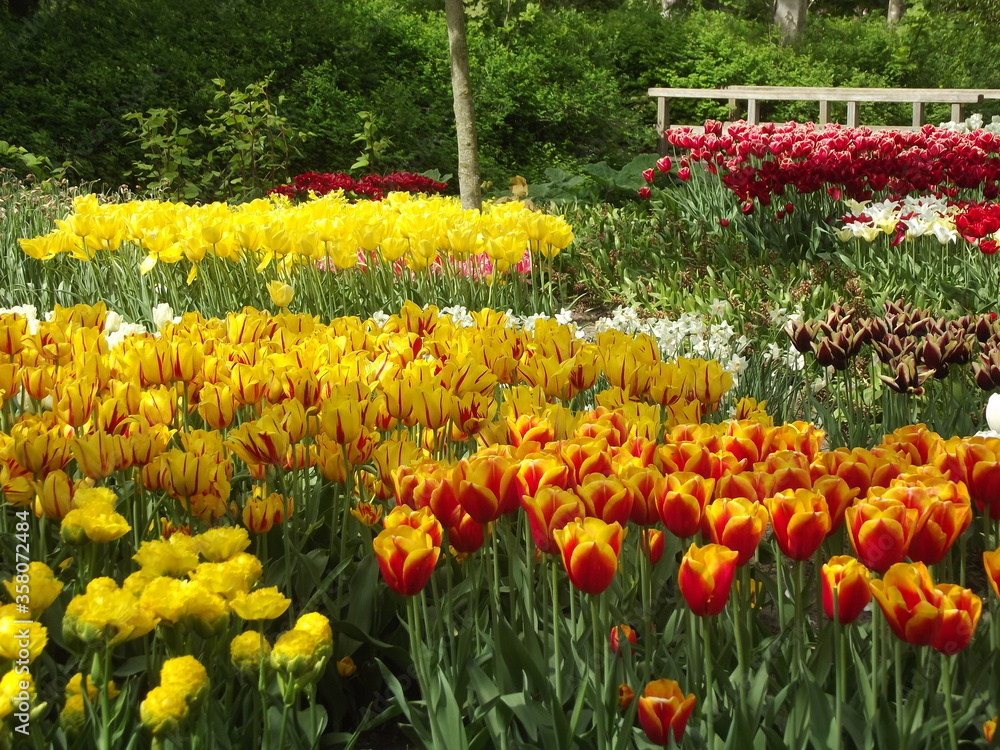 Bunte Tulpen in einem Park