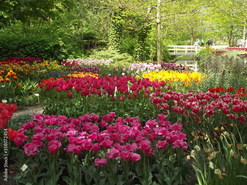Bunte Tulpen in einem Park in Holland
