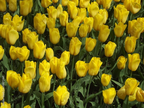 Gelbe Tulpen im Frühling in Holland