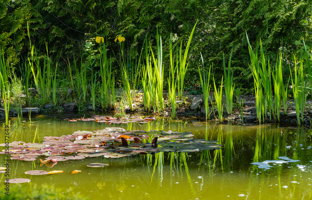 Beautiful garden pond. Swamp irises bloom along stone shores. Evergreens are reflected in water. Selective focus. Springtime evergreen landscaped garden. Nature concept for design. Beautiful garden pond. Swamp irises bloom along stone shores. Evergreens are reflected in water. Selective focus. Springtime evergreen landscaped garden. Nature concept for design.