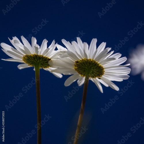 Daisy time. Daisies in the meadow and close-up