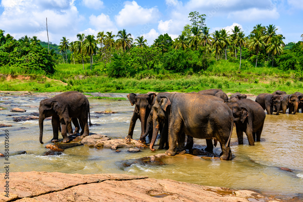 Flock of Asian elephant in Pinnawala Orphanage,  Wilpattu National Park, Sri Lanka