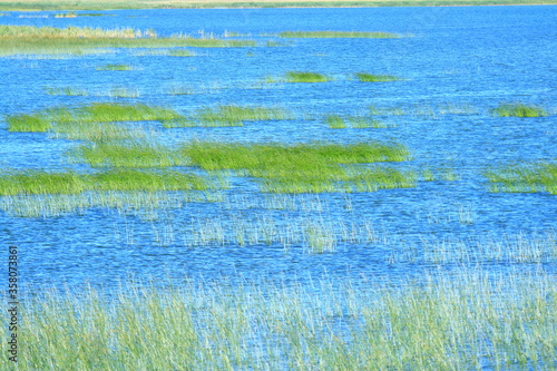 Swamp landscape in Nature park Vrana lake in Croatia 