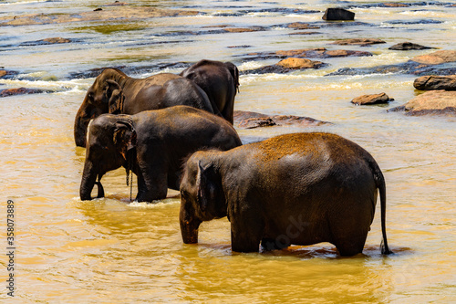 Photography Asian elephants in Pinnawala Orphanage,  Wilpattu National Park, Sri Lanka