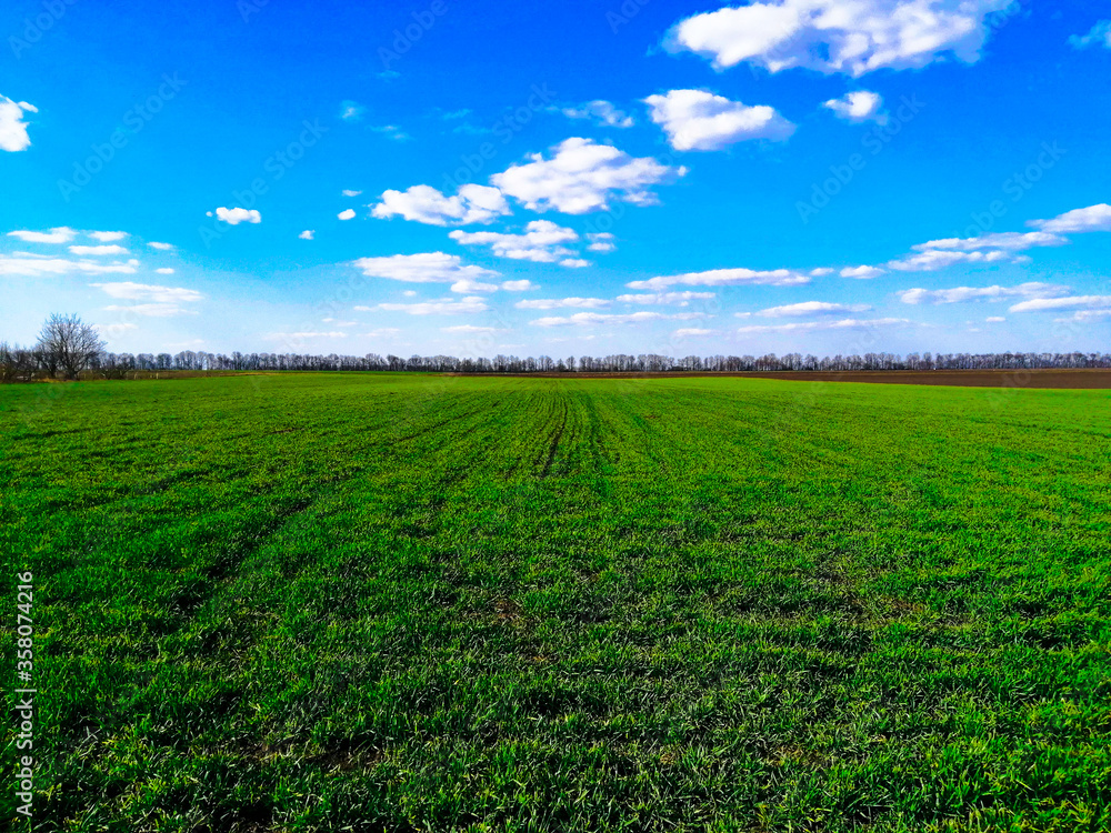 Green field of wheat against a sunny summer day and blue sky with clouds. Gardening, agriculture, and farming. Agriculture concept Green field of wheat against a sunny summer day and blue sky with clouds. Gardening, agriculture, and farming. Agriculture concept